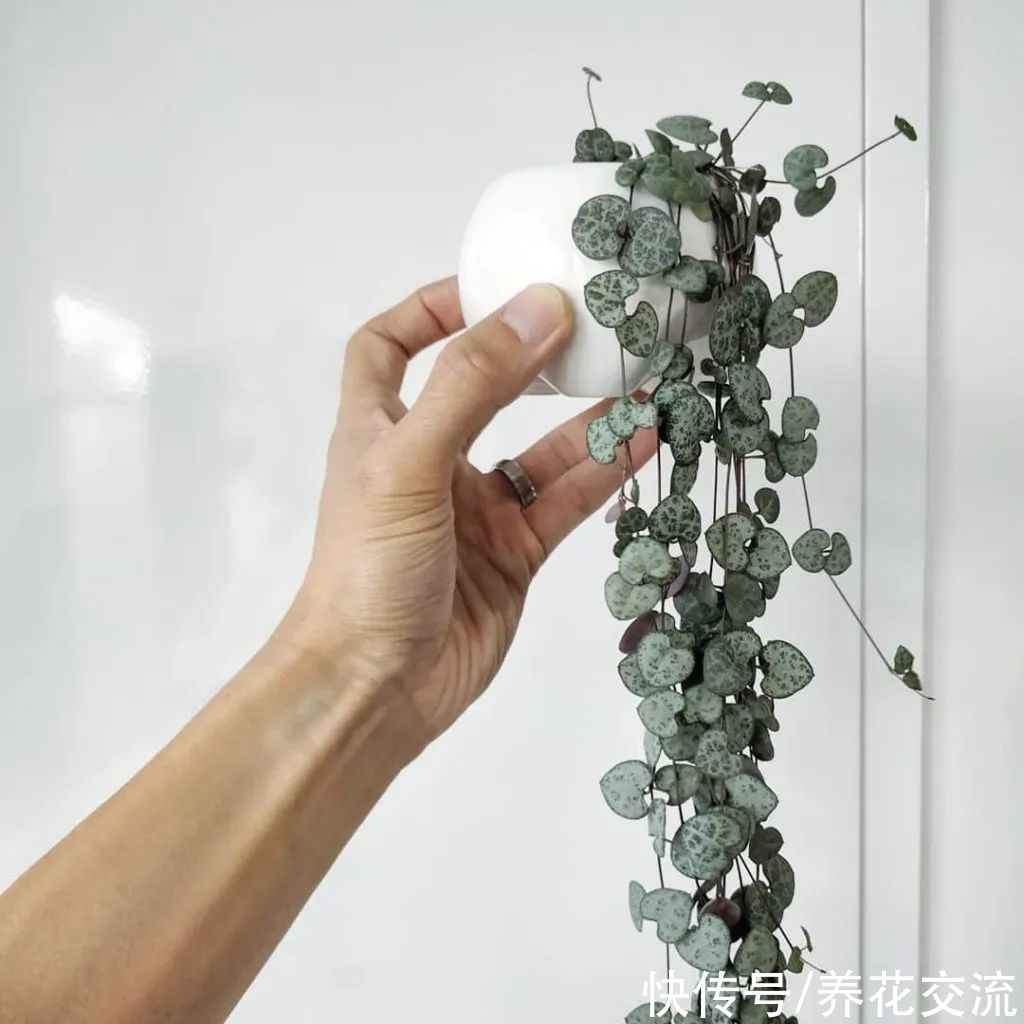 8种小众的垂盆花卉,小巧且可爱,朝东的窗台上可悬挂几盆