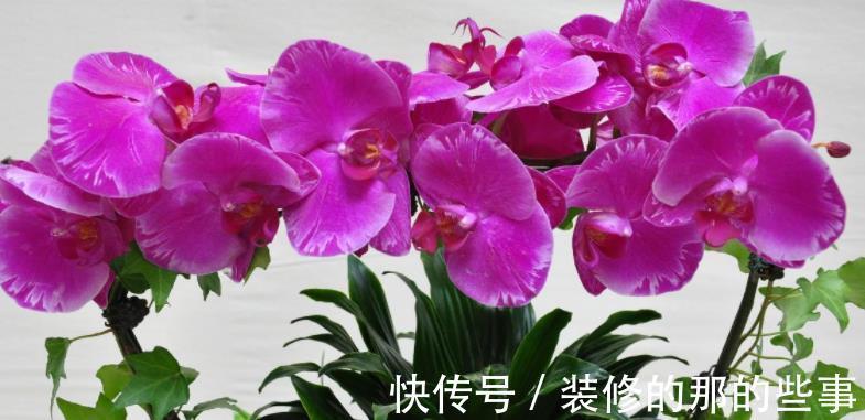 栽种|家庭盆栽蝴蝶兰,甭用土培了,不然一浇多水就烂根