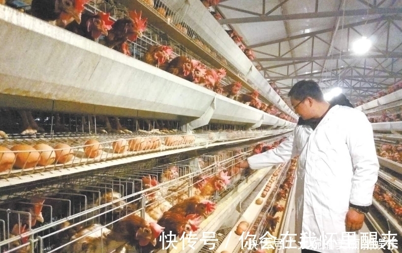 超市的鸡蛋并不是母鸡下的,看到工厂生产鸡蛋的过程,就懂了