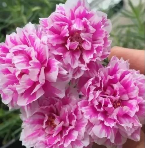  花色|4种花养阳台，浇点水就疯长，开成花海，比吊兰好养，花色娇艳