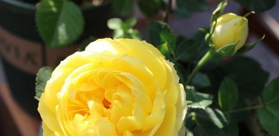 喜欢菊花,不如养盆“玫瑰珍品”法国礼服,似美人飞舞,美丽妖娆