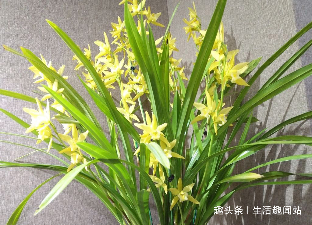 兰花不要随便养，两种适合家养的兰花，香味浓郁还能改善空气