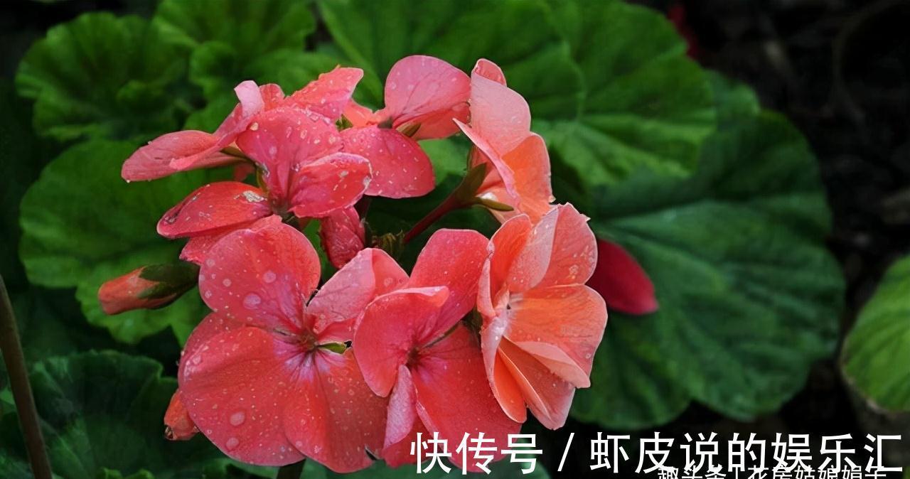 5种花适合养在窗台上,晒晒太阳,浇浇水,让你的窗台花团锦簇