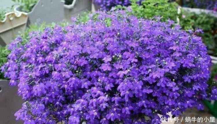销量超棒的几款花,清新脱俗,好养易活懒人最爱