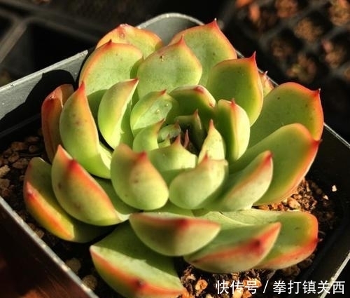 冬天|冬天绿植怎样保暖、防寒?做“2步”,不掉叶不烂根,漂亮又耐冻