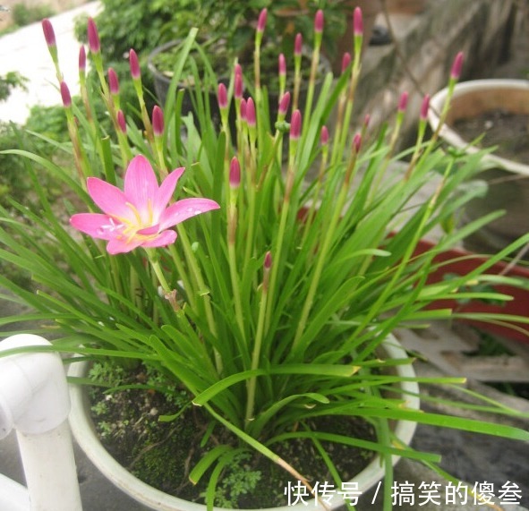 这九种花,随便扔土里,就能长成一片,开花不断