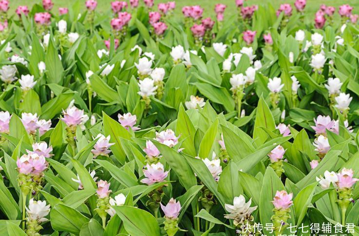 这种植物看起来似美人蕉,喜生于水中,全株有毒但又可入药