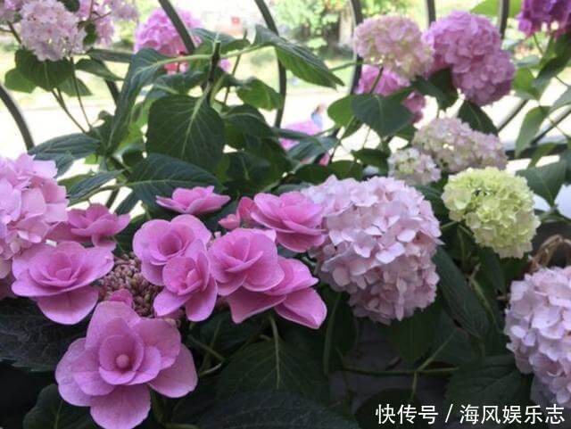 花卉|6月底,2种花卉的枝条“别丢”,插在土壤里,8天就生根,变盆栽