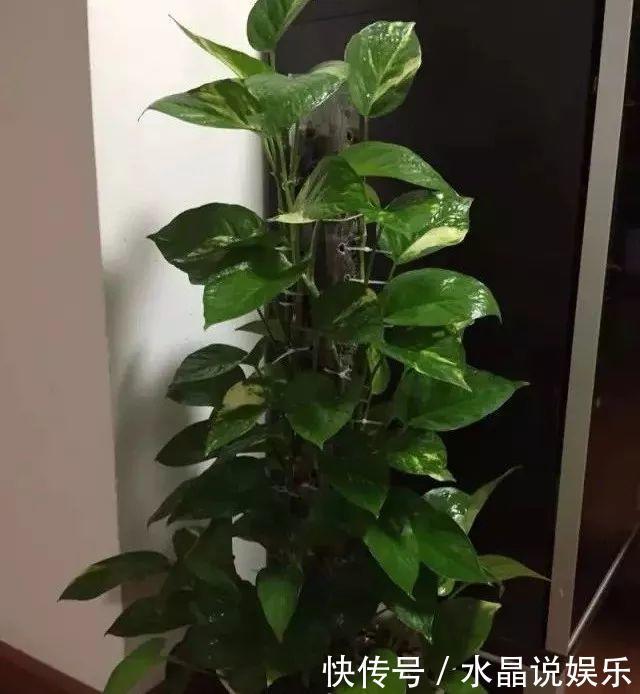 生根|矿泉水瓶有“大作用”,10个“用法”最经典,可以种豆芽、养花