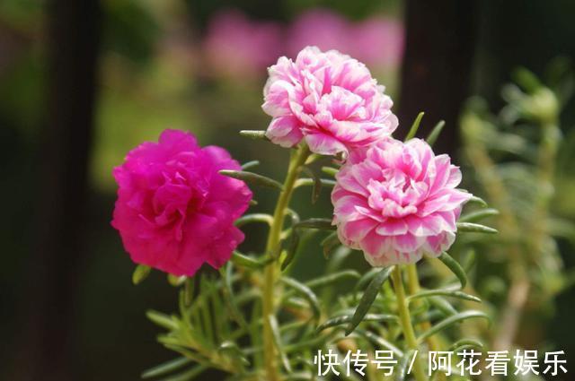 喜欢在家中阳台养护漂亮的花卉，就选择花色艳丽，花期长的花卉