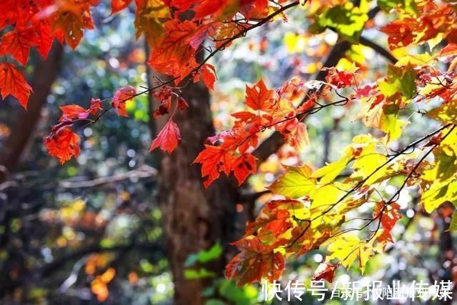 预约|好消息:河南·信阳·鸡公山向全国人民免票一个月啦!