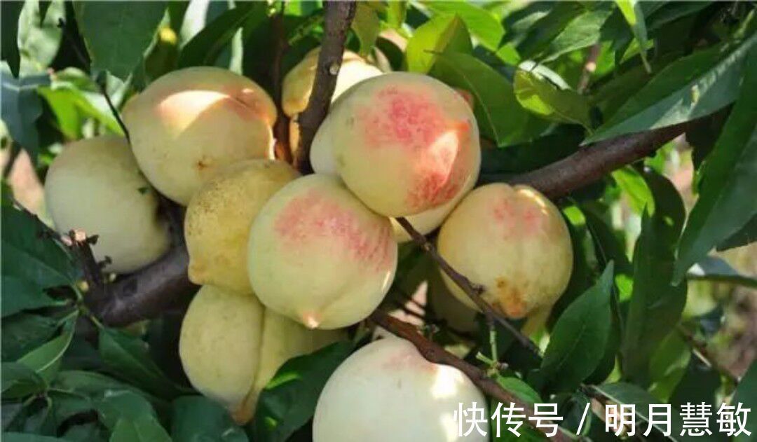 银白桃|每天吃一个,皱纹没了,色斑少了,婴儿般的皮肤回来了