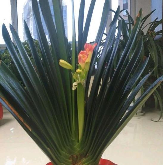 秋天养君子兰有妙招,掌握3点,叶片肥厚花苞多