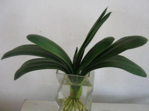 自来水|君子兰不开花还总是烂根教你一招,君子兰从此长不停