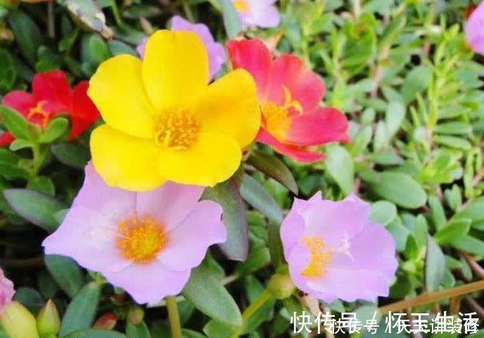 养花就养盆颜值高的花卉,花香四溢,花朵烂漫迷人,开花一簇簇!