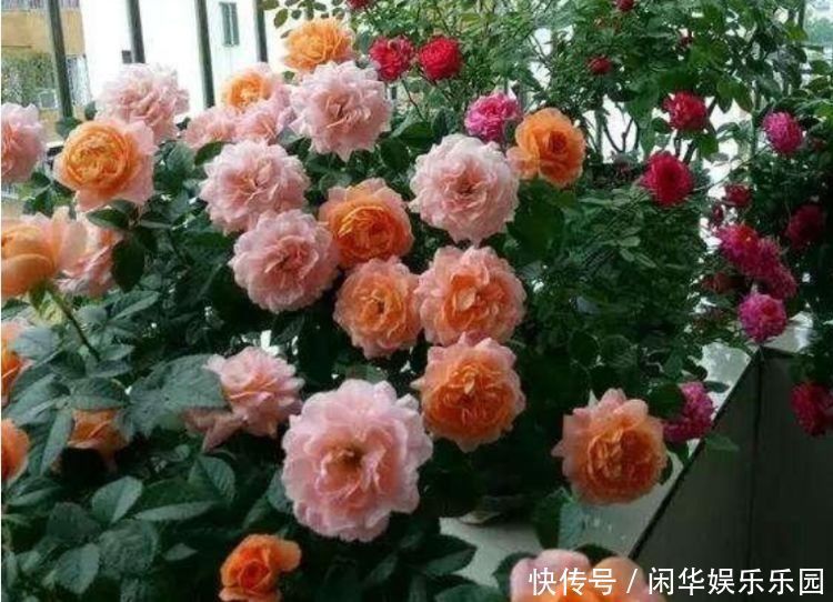 角落|这款花,丢到阳台角落,随便养就能爆盆,花色艳丽迷人,美爆了