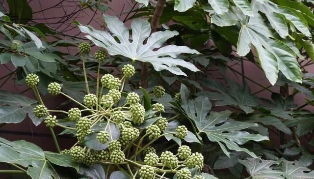 木髓|农村的一种植物,名虽为草,实则为木,民间常用其木髓炖汤喝