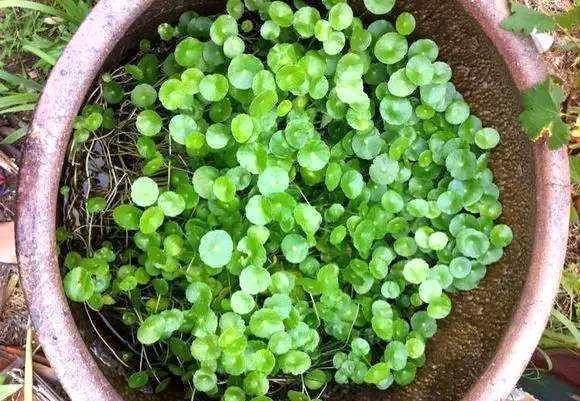 用旧水缸养花,是个不错的选择