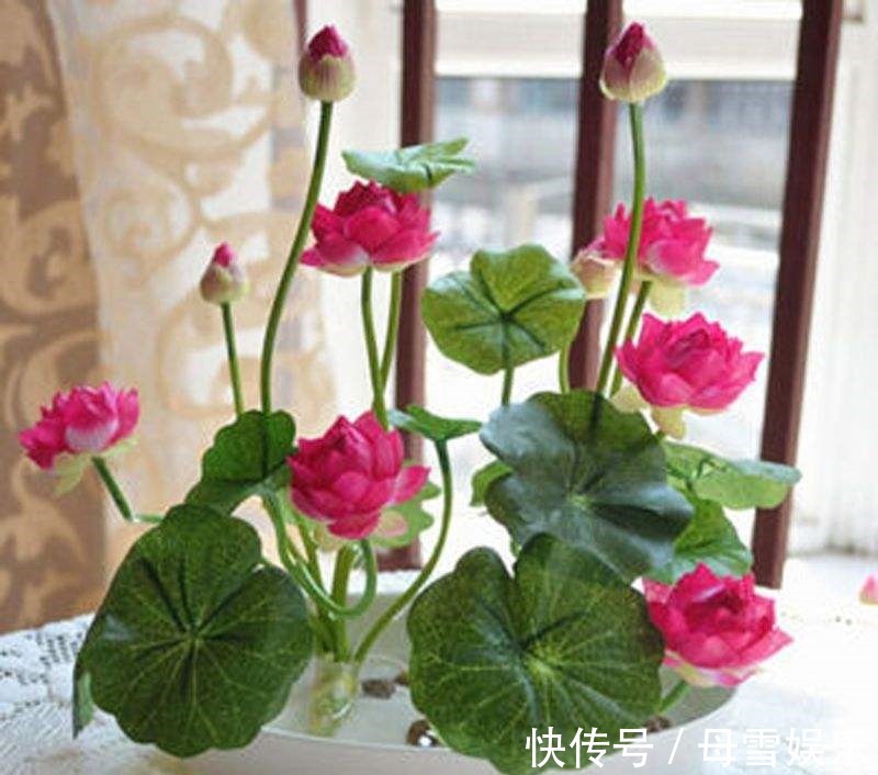 3种“喜水花”,别怕浇水多,越浇水长得越旺,新手浇花不再怕