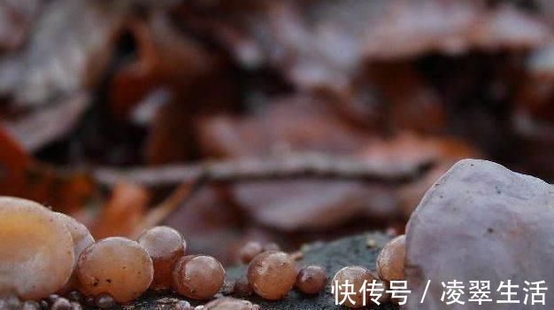 血糖|蔬菜中的天然“阿司匹林”,补血降血糖、排毒素,还护血管化血栓