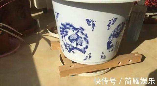 花卉|悄悄告诉你,养花高手都会的10个“小妙招”,学会以后,事半功倍