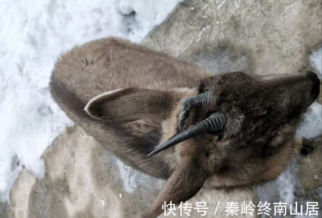 赏雪|秦岭哪些峪口可以进去赏雪？无人机航拍水墨画般终南雪景，还看到了野山羊和野猪