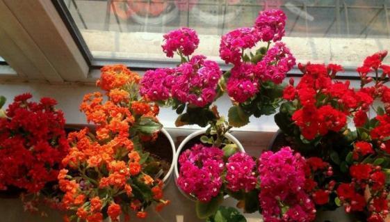 长寿花盆栽选重瓣品种,这么养护,谁能不喜欢!