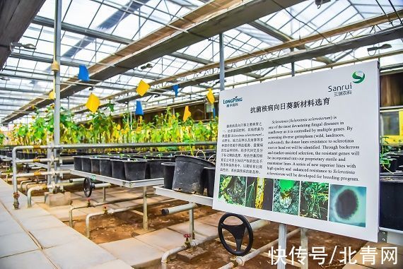内蒙|从代加工到品牌化之路：内蒙五原瓜子品牌借力拼多多弯道超车