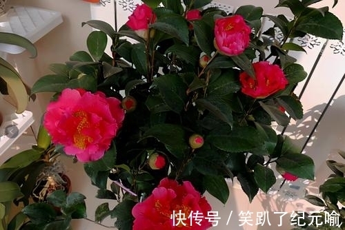 月季|不要只会种月季，这种花开花多还容易养活，快来看看吧