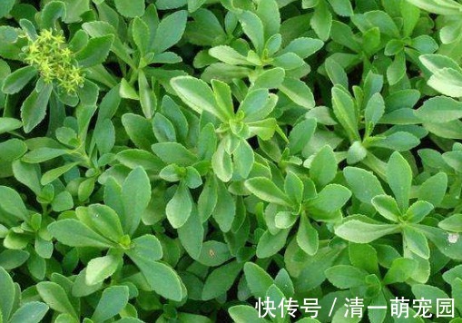 养心菜|曾被当野菜吃,钙含量堪比钙片,如今种植亩产超万元,见到别错过