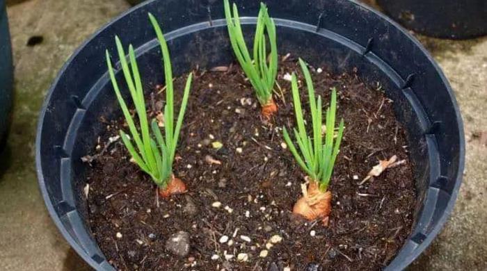 养花土不够透气,用上处理好的松针、河沙,养啥花根都长得壮