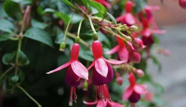 金钟|倒挂金钟叶子发黄怎么回事,这样就轻松解决倒挂金钟叶黄问题