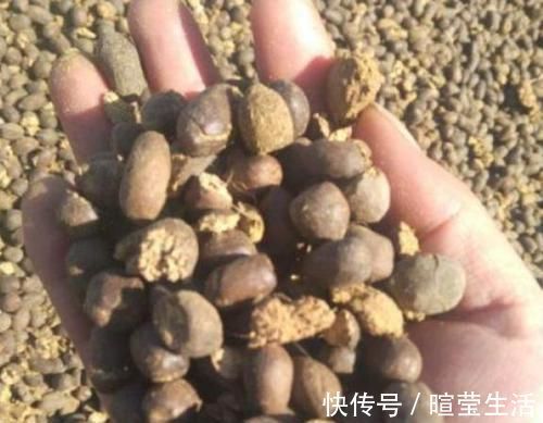 三角梅最好养,只需每月倒点“它”,还“剪几刀”,轻松开爆盆!