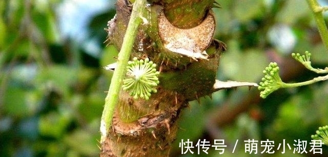 野菜|日本人眼中的高端菜,中国很多却少有人碰,营养很丰富