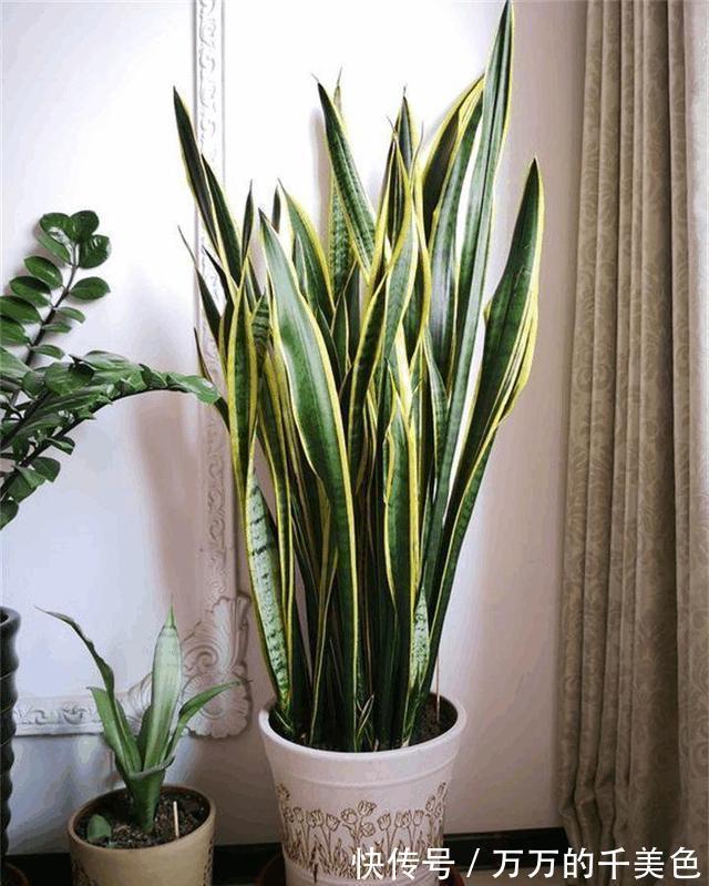 容易因多浇水而死的“10种花”，想要养好，管住手，少浇水