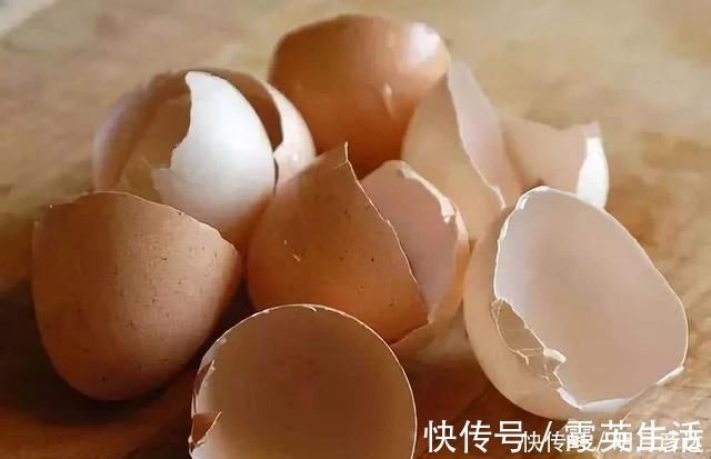 营养成分|养了多年花,才知道鸡蛋壳这么处理,不生虫、肥效足,养啥啥旺