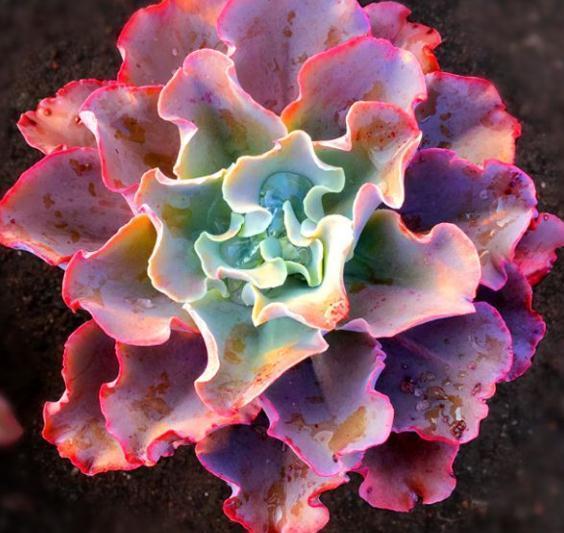 3种“多肉”，靠一杯水活“大半年”，没有光，照样叶肥、花儿多