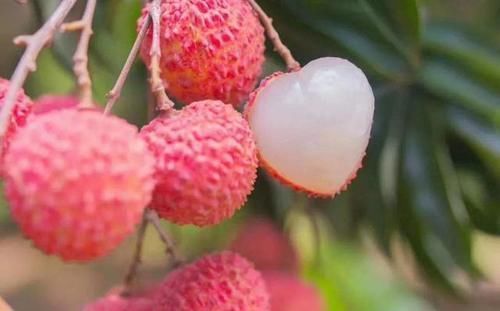 果蝇|6种水果有“寄生虫”,还能给孩子吃吗?医生建议:这些要少吃