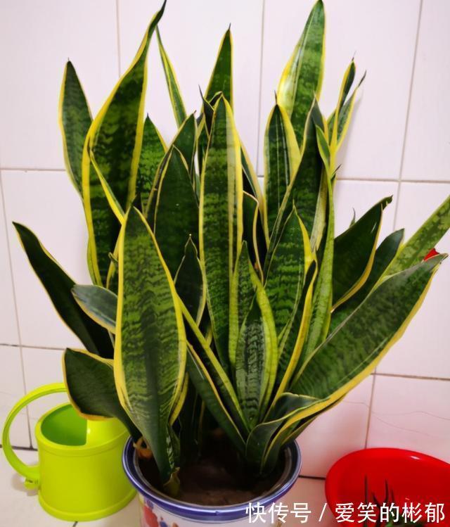 小齐|想不想你的虎皮兰7月“冒笋芽”?做好“3不缺”,保证通风试试