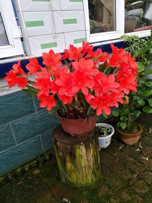 此“花”寒冬季节可赏,花期长达60天,从冬到春,开花不停