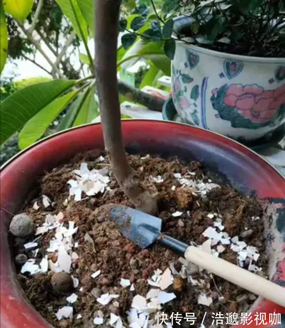 鸡蛋壳|这些“垃圾”不要扔,用来养花“一级棒”,肥的流油,环保又省钱