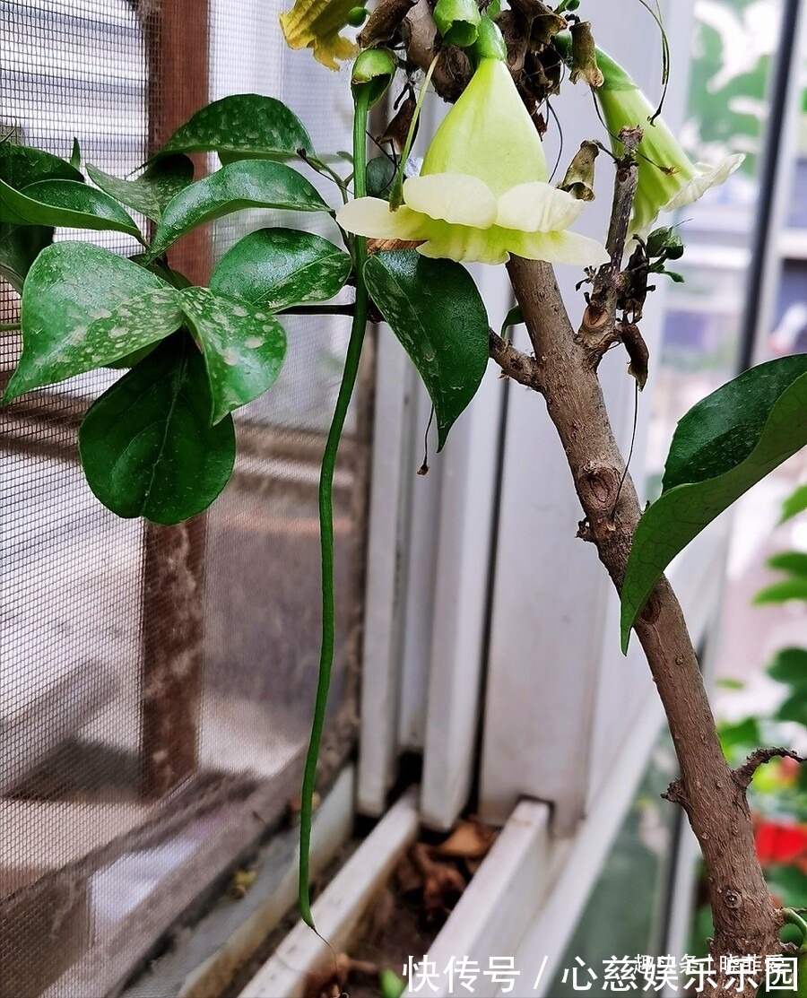 客厅养花不宜多！12种“吉祥花”任选一种，寓意好“养人”还旺家