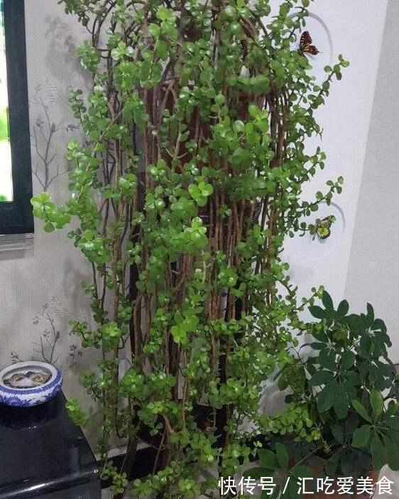 养好金枝玉叶，无非掌握5要点，做到位了，枝干粗壮嫩叶窜