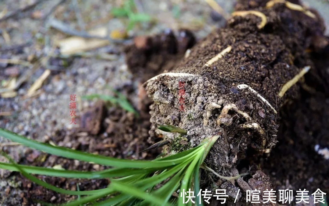 兰根|用花生种植兰花?很多人第一步就错了,正确的技巧是这样的