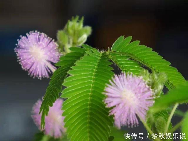 有毒花不能往家里搬,这几种花再喜欢咱也不能养,扔都不来及