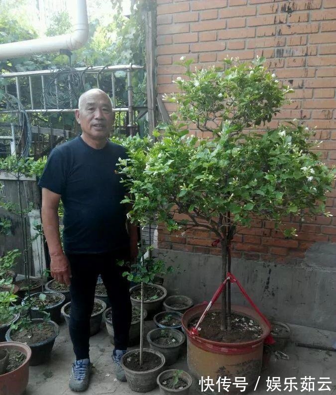拉枝|茉莉狠心剪几刀,呼呼窜成3层塔,开花满树香味足
