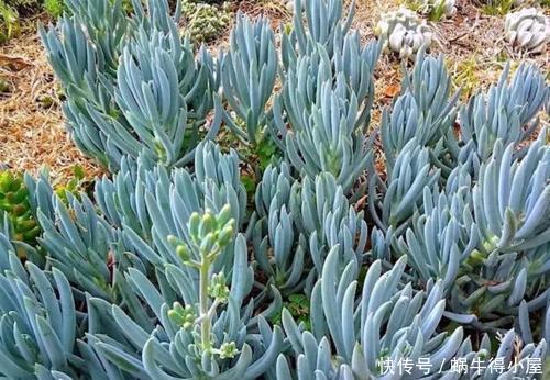 群生|韵味十足的多肉蓝松,蓝色调满满高级感,皮实好养,长成群生老桩