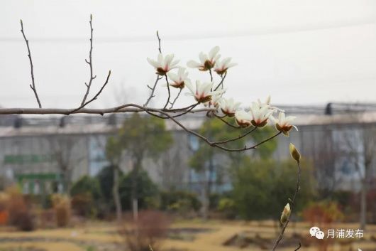 玉兰花初上枝头扮靓宝山，快跟着镜头来赏花