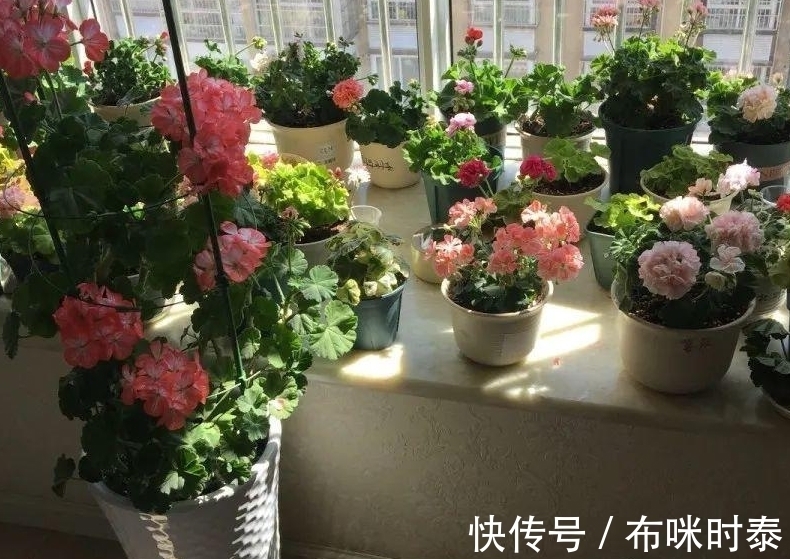 这种粑粑肥拿来养花,养根养叶又催花,关键是怎么用都不烧苗