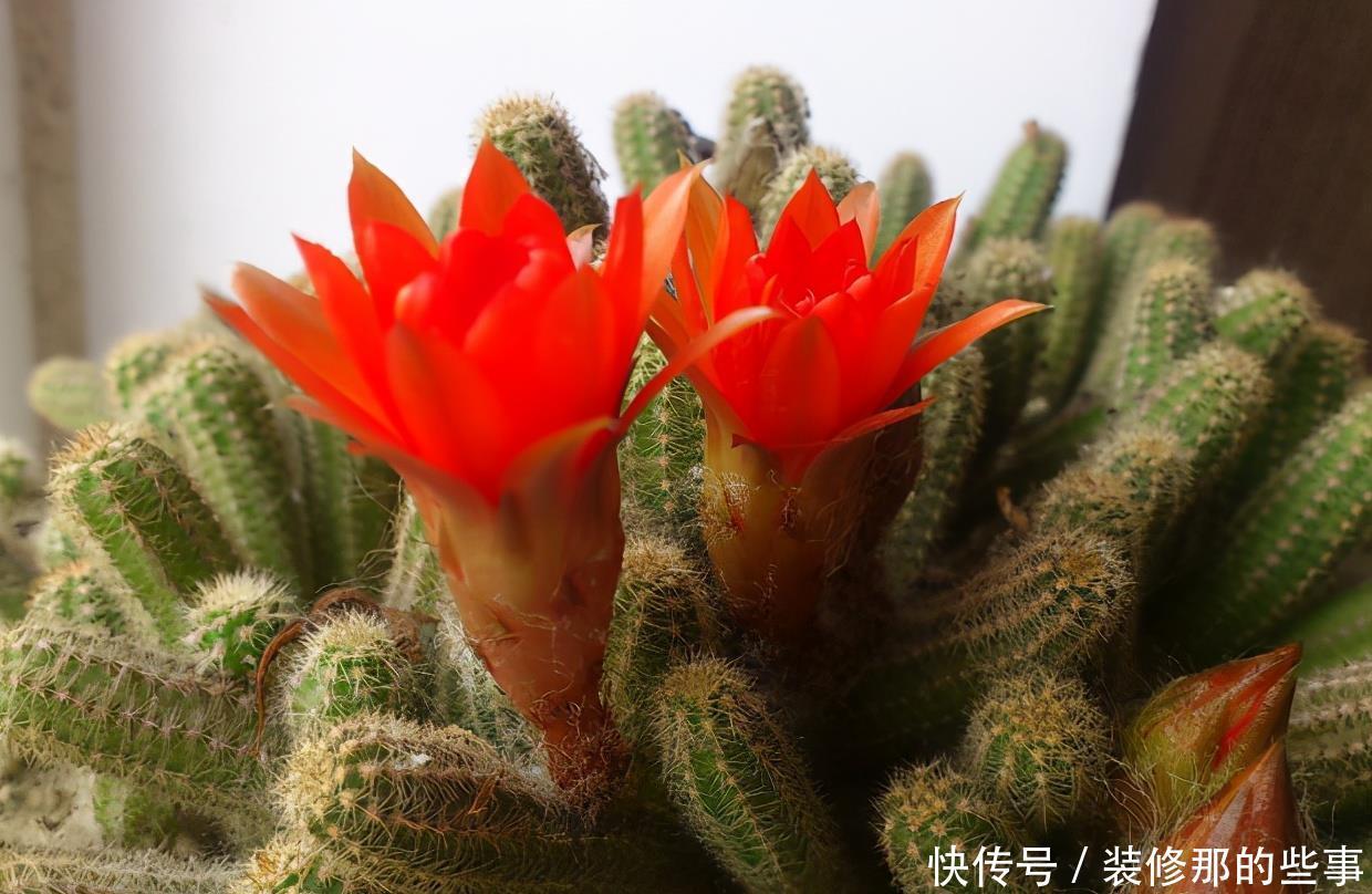 干旱|耐干旱的3种小盆栽,不用浇水不用管,养着养着就泛滥了